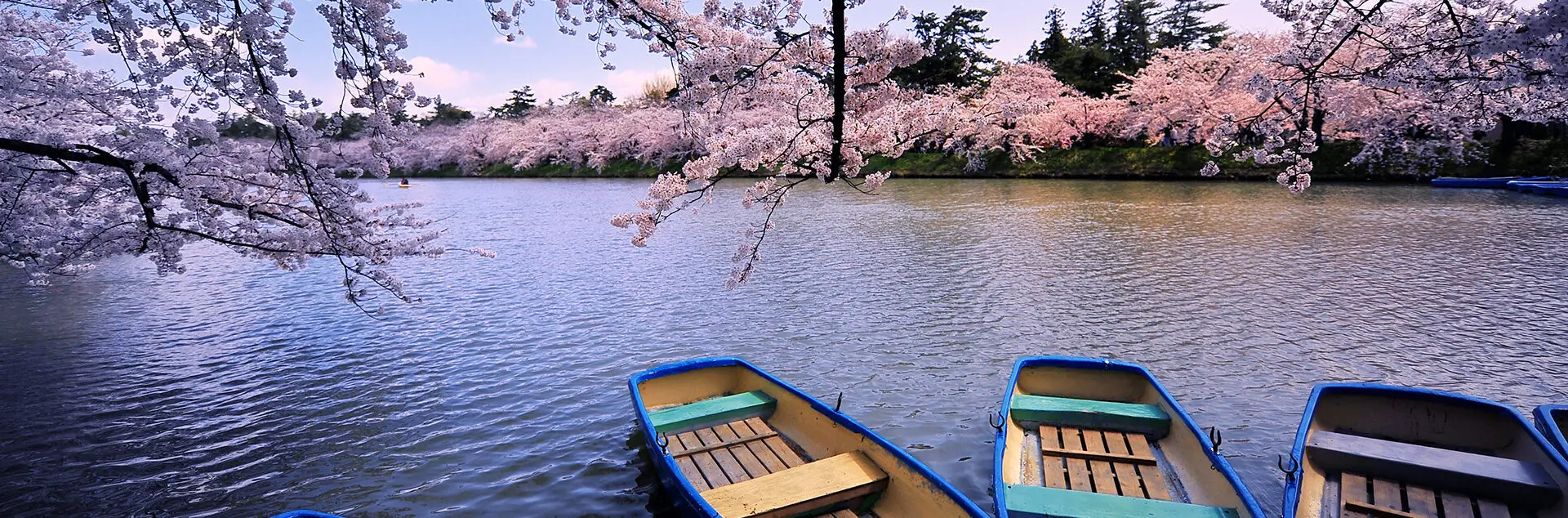 Cherry blossoms in bloom on a scenic river in Japan during seasonal travel