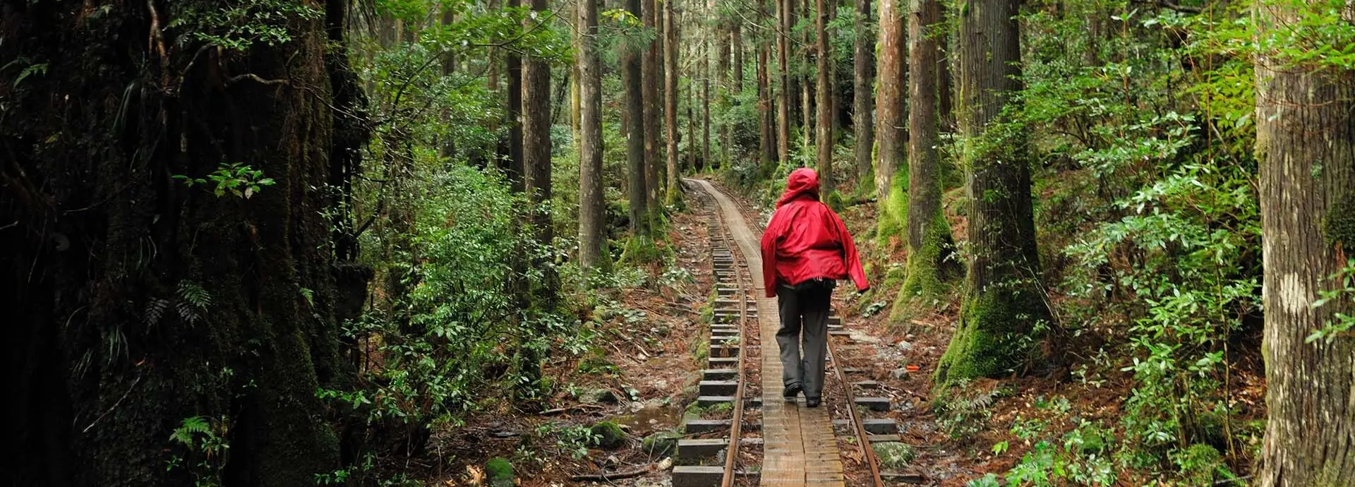 Man in red jacket walking in the forest