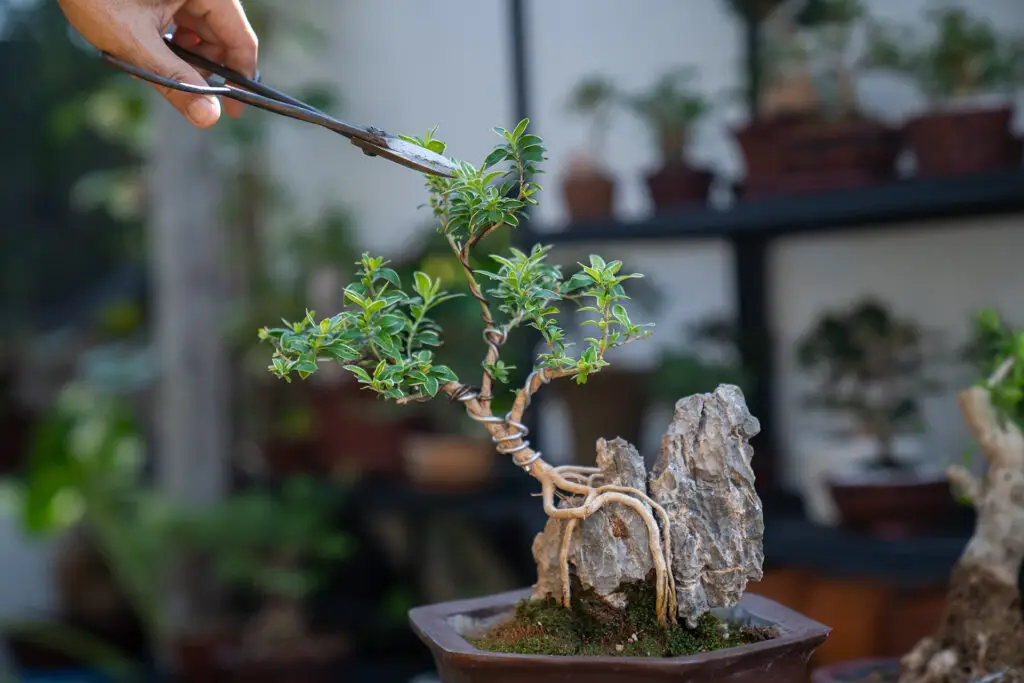 Person trimming a bonsai tree