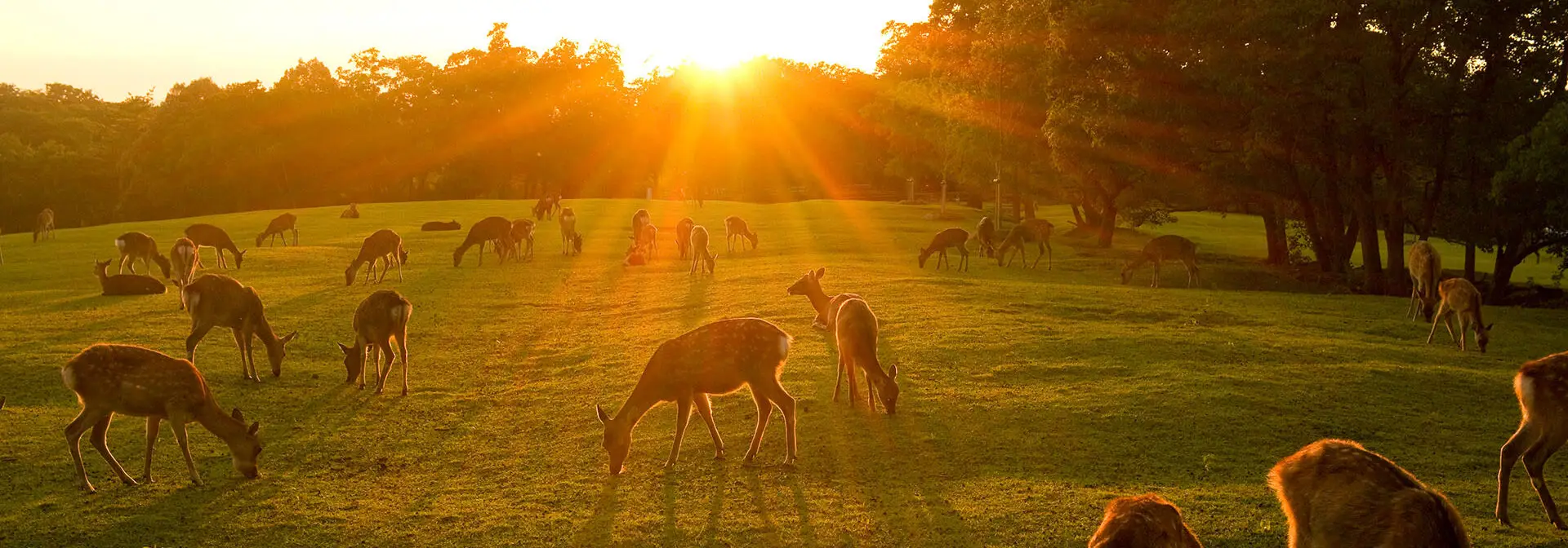 Deer in a field